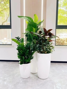 寻觅实惠盆景出租？前湾满足你！